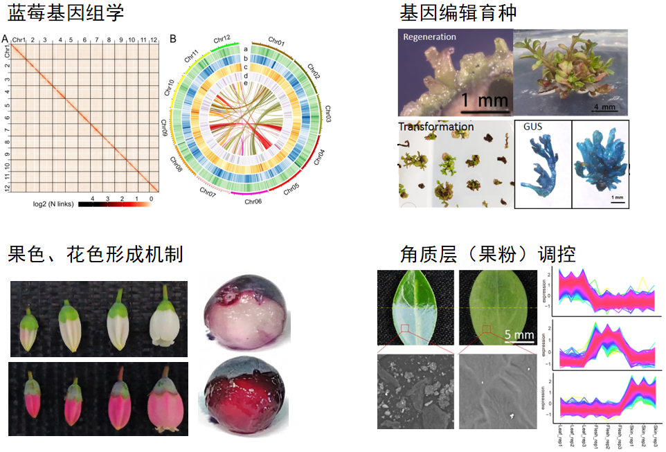 浙江农林大学博士生导师简介林业与生物技术学院-崔富强